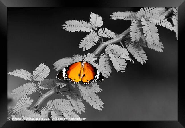 Plain Tiger Butterfly Framed Print by anurag gupta