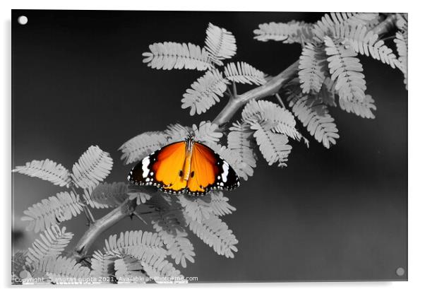 Plain Tiger Butterfly Acrylic by anurag gupta