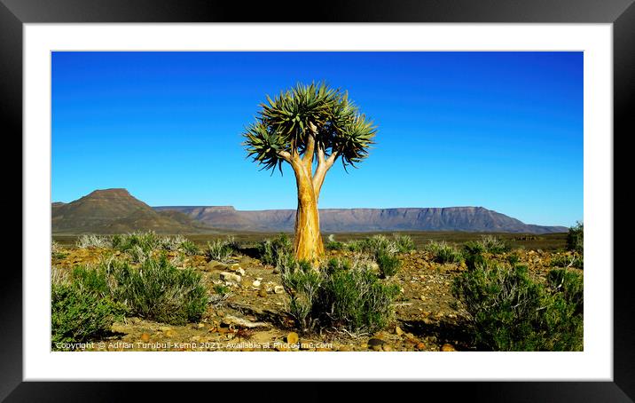 Quiver tree Framed Mounted Print by Adrian Turnbull-Kemp