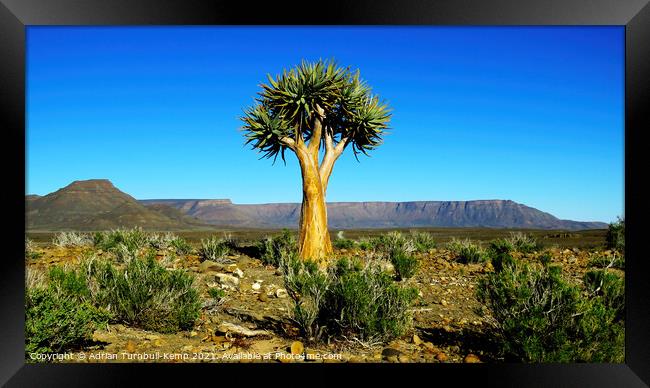 Quiver tree Framed Print by Adrian Turnbull-Kemp