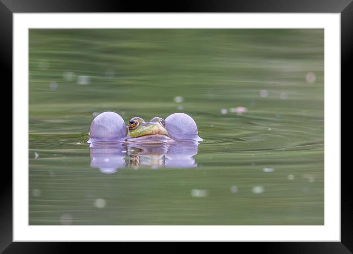 Marsh frog (Pelophylax ridibundus) Framed Mounted Print by chris smith