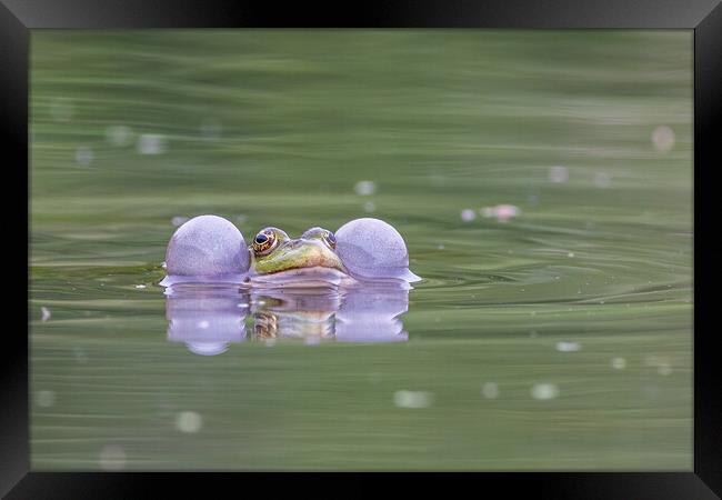 Marsh frog (Pelophylax ridibundus) Framed Print by chris smith