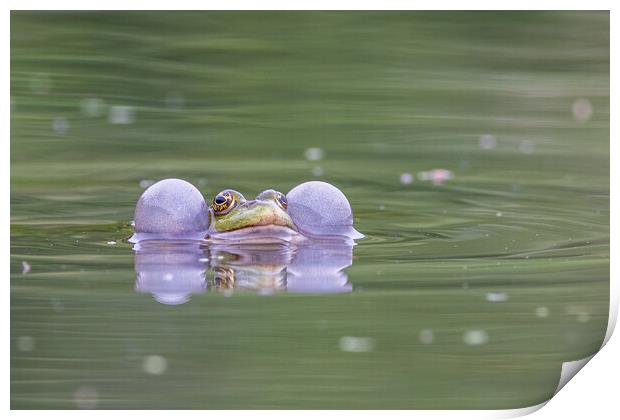 Marsh frog (Pelophylax ridibundus) Print by chris smith