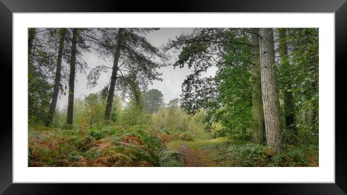 Autumn forest 1 Framed Mounted Print by Jon Fixter