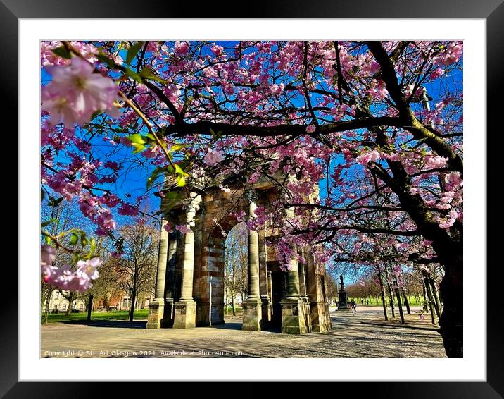 Glasgow Cherry Blossoms Framed Mounted Print by Stu Art Glasgow