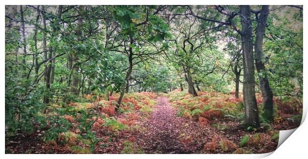 Autumn Forest 4 Print by Jon Fixter