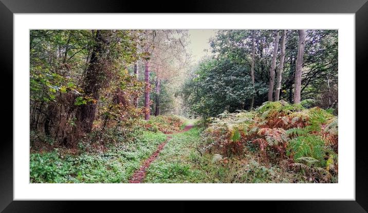 Autumn Forest 5 Framed Mounted Print by Jon Fixter