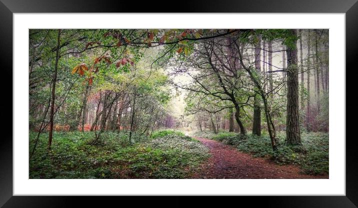 Autumn Forest 6 Framed Mounted Print by Jon Fixter