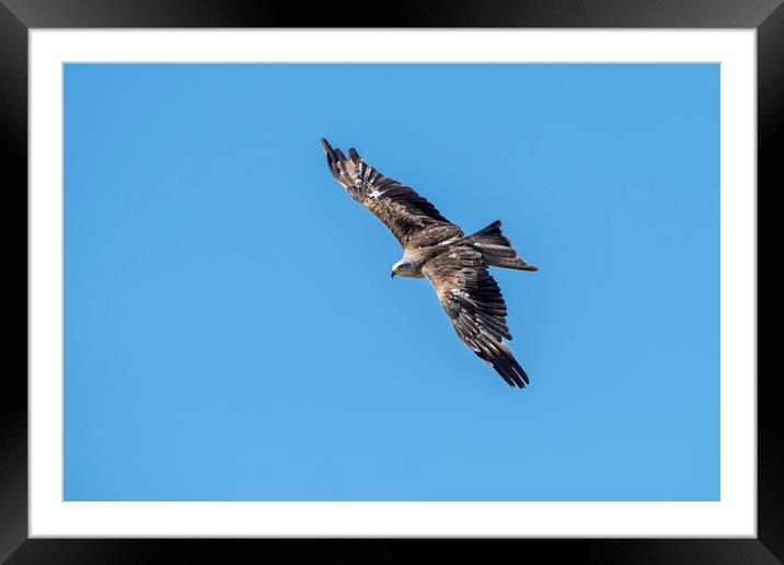 Black Kite in Flight Framed Mounted Print by Arterra 