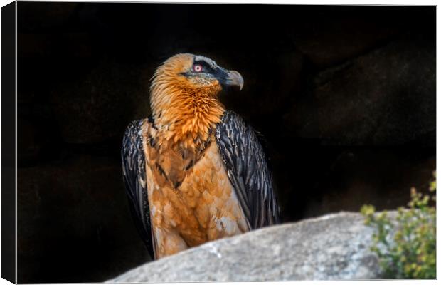 Bearded Vulture in the Pyrenees Canvas Print by Arterra 