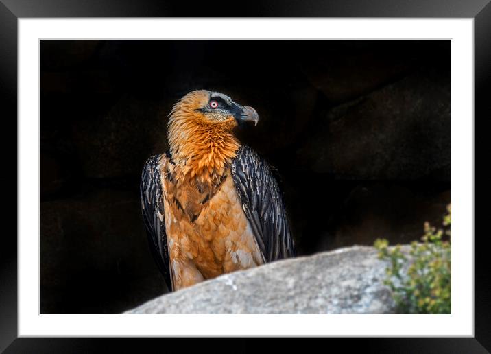 Bearded Vulture in the Pyrenees Framed Mounted Print by Arterra 