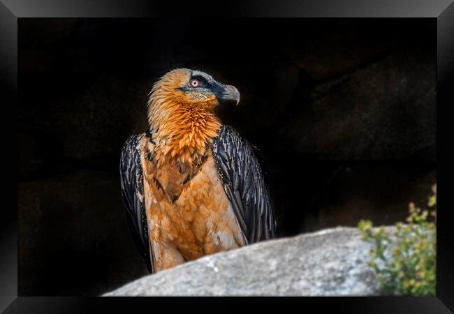 Bearded Vulture in the Pyrenees Framed Print by Arterra 