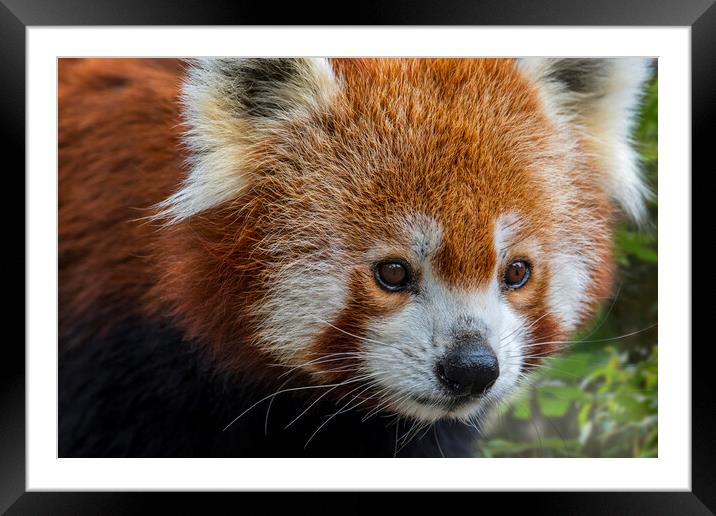 Red Panda Close Up Framed Mounted Print by Arterra 