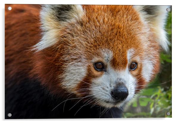 Red Panda Close Up Acrylic by Arterra 