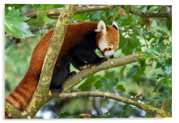 Red Panda in Tree Acrylic by Arterra 