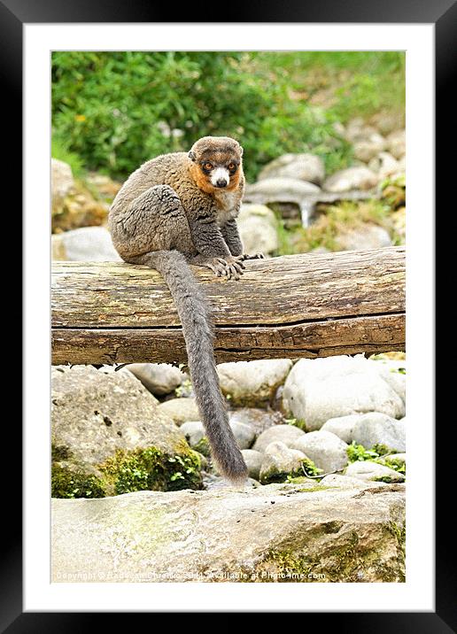 Lemur Framed Mounted Print by Radovan Chrenko