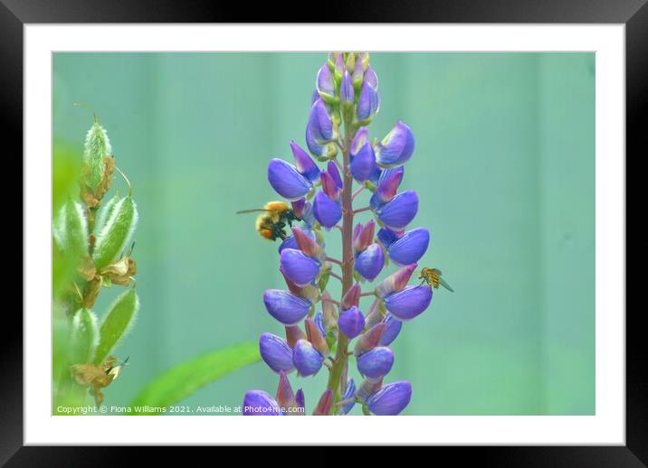 Bee and Hover Fly on some flowers Framed Mounted Print by Fiona Williams