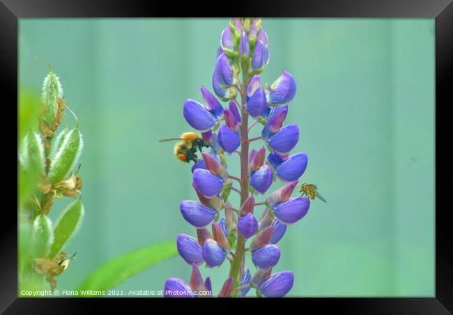 Bee and Hover Fly on some flowers Framed Print by Fiona Williams