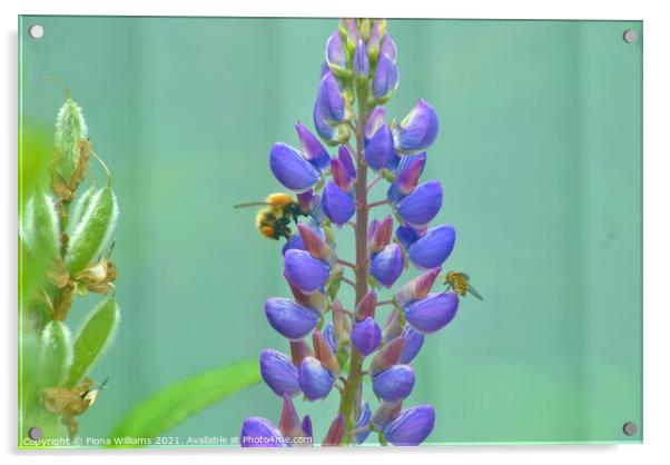 Bee and Hover Fly on some flowers Acrylic by Fiona Williams