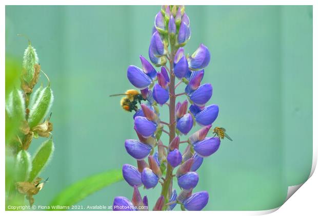 Bee and Hover Fly on some flowers Print by Fiona Williams