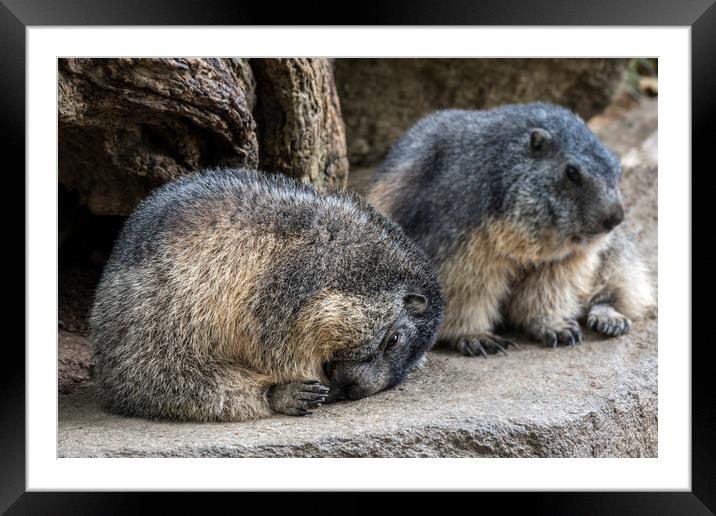 Sleepy Alpine Marmots Framed Mounted Print by Arterra 