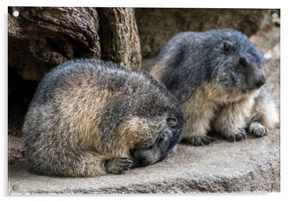 Sleepy Alpine Marmots Acrylic by Arterra 