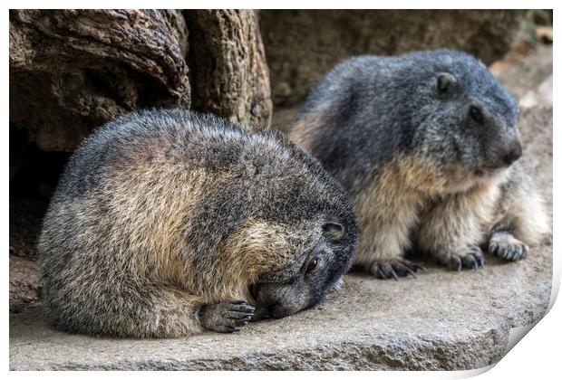 Sleepy Alpine Marmots Print by Arterra 
