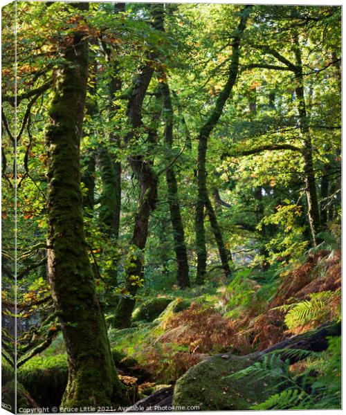 Venford Woods Canvas Print by Bruce Little