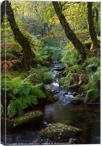 Venford Woods & Brook Canvas Print by Bruce Little