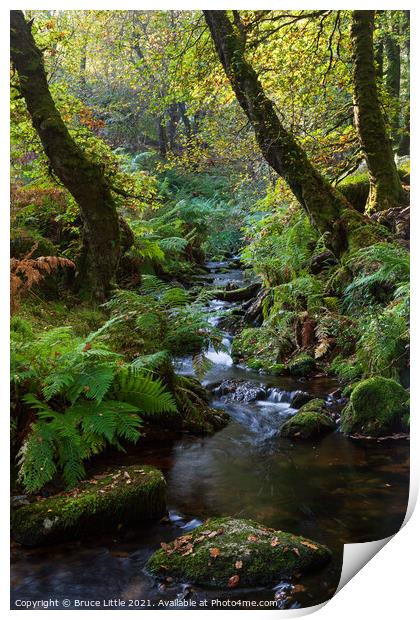 Venford Woods & Brook Print by Bruce Little