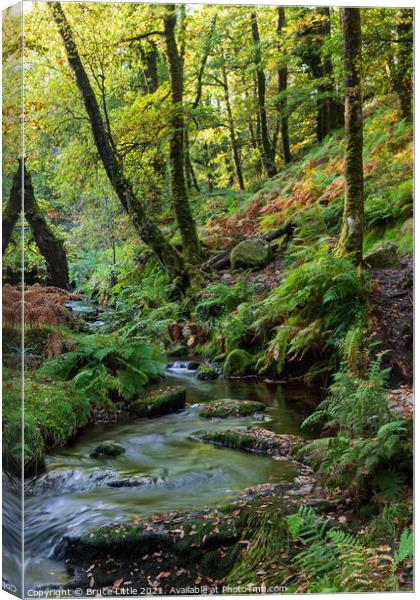 Venford Brook Canvas Print by Bruce Little