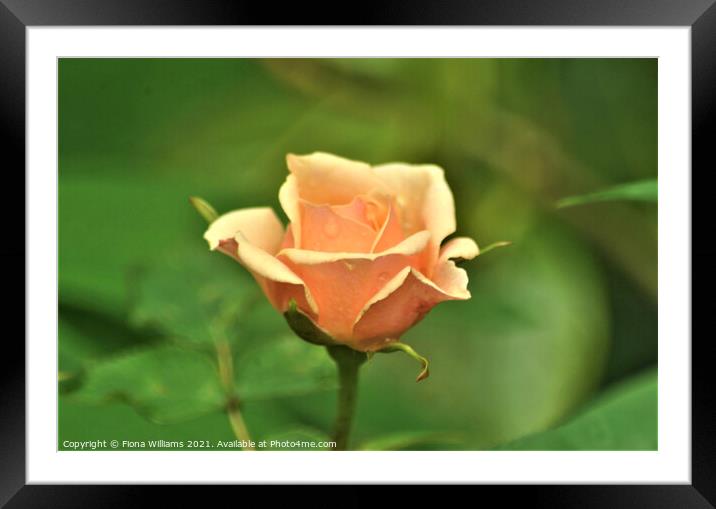 Peach Rose Framed Mounted Print by Fiona Williams