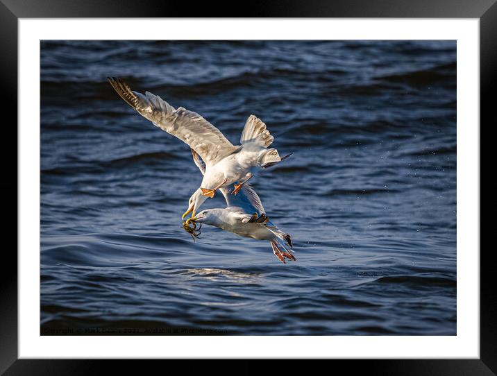 seagulls fighting over a crab in flight  Framed Mounted Print by Mark Deans