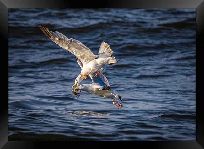 seagulls fighting over a crab in flight  Framed Print by Mark Deans