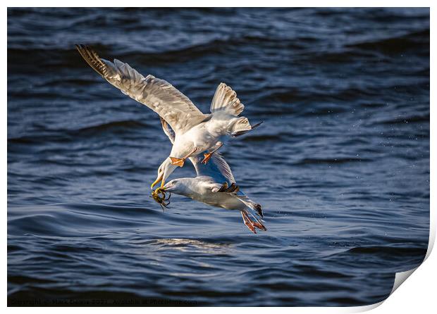 seagulls fighting over a crab in flight  Print by Mark Deans