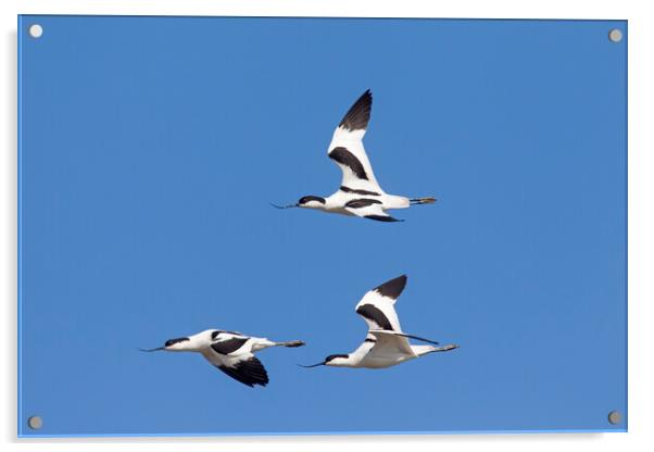 Three Pied Avocets in Flight Acrylic by Arterra 