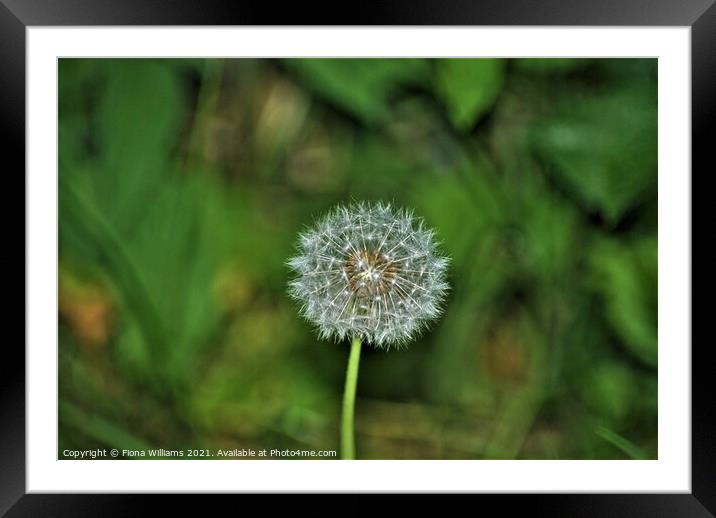 Dandelion Framed Mounted Print by Fiona Williams