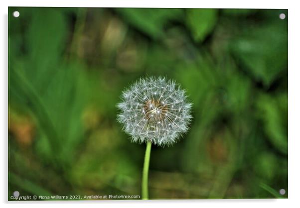 Dandelion Acrylic by Fiona Williams