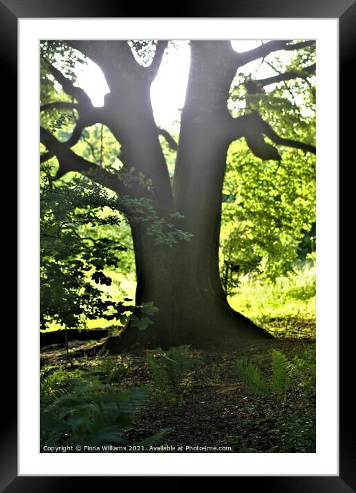 Split tree Framed Mounted Print by Fiona Williams