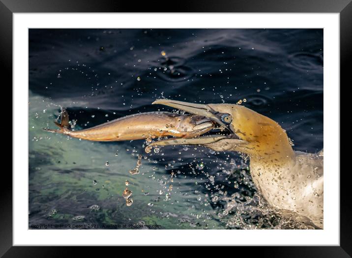 mouth full  Framed Mounted Print by Mark Deans