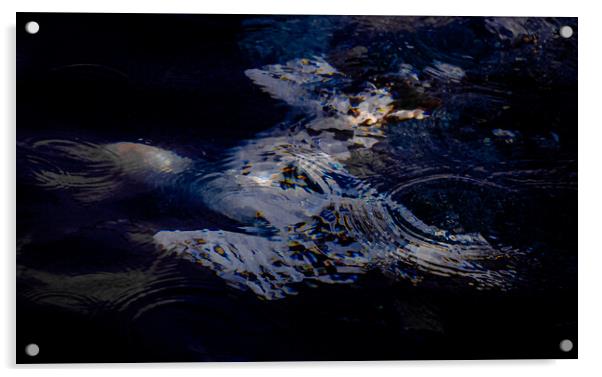 underwater gannet in sun  Acrylic by Mark Deans