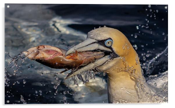 close up gannet  Acrylic by Mark Deans