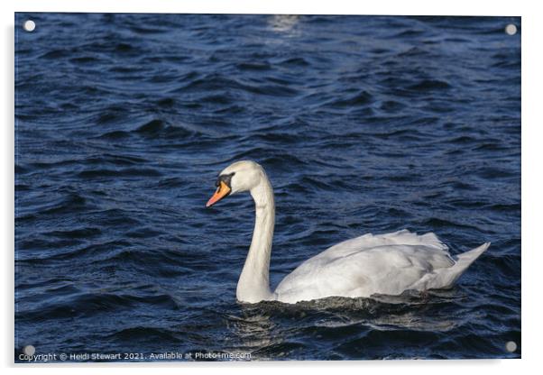 White Swan Acrylic by Heidi Stewart