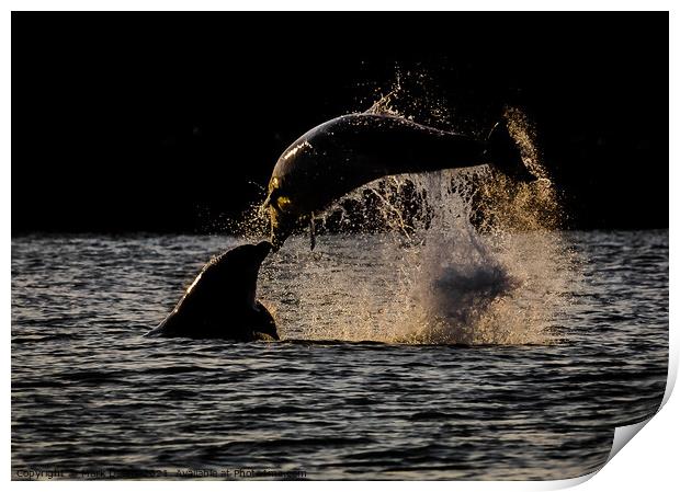 sunset dolphin kiss  Print by Mark Deans
