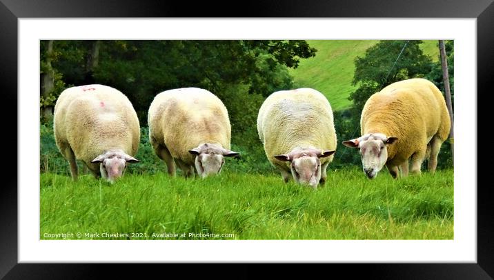 The Watchful Flock Framed Mounted Print by Mark Chesters