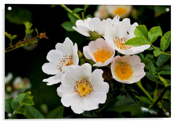 English Wild Flowers - Dog Rose Acrylic by Jim Jones