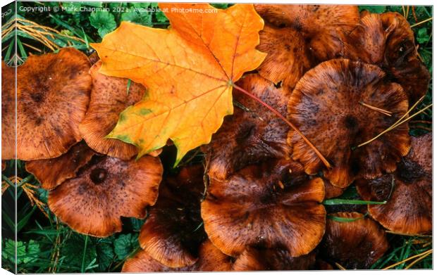 Autumn leaf and funghi Canvas Print by Photimageon UK