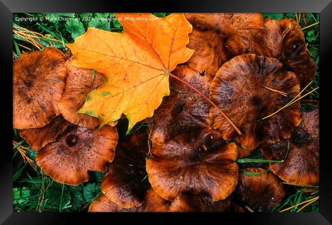 Autumn leaf and funghi Framed Print by Photimageon UK