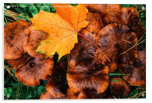 Autumn leaf and funghi Acrylic by Photimageon UK