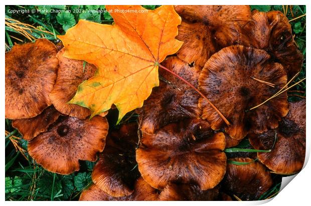 Autumn leaf and funghi Print by Photimageon UK